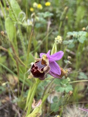 Ophrys calypsus