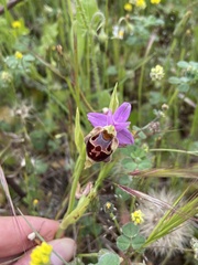 Ophrys calypsus