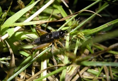 Mitius minor