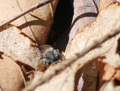 Andrena erigeniae