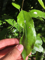 Aceria melicyti