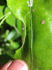 Aceria melicyti