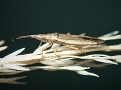 Cryptorhamphus orbus