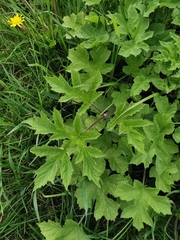 Heracleum sphondylium
