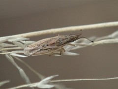 Cryptorhamphus orbus