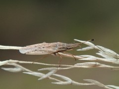 Cryptorhamphus orbus