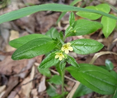 Lithospermum tuberosum