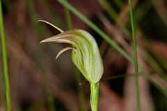 Pterostylis acuminata