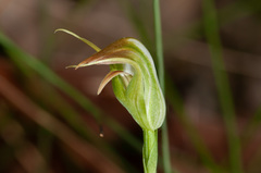 Pterostylis acuminata