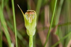Pterostylis acuminata