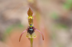 Chiloglottis seminuda