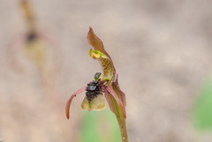 Chiloglottis seminuda