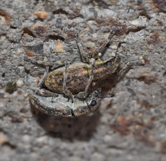 Sitona cylindricollis