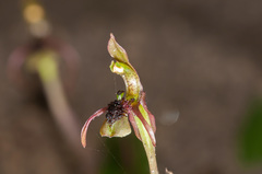 Chiloglottis seminuda