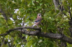 Garrulus glandarius