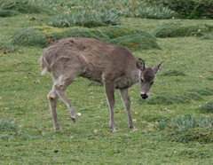 Odocoileus virginianus ustus
