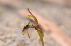 Chiloglottis seminuda
