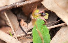 Chiloglottis seminuda