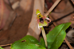 Chiloglottis seminuda