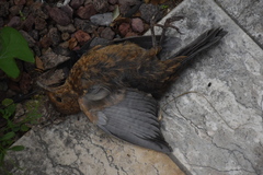 Turdus merula