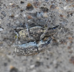 Sitona cylindricollis