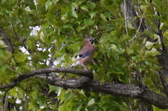 Garrulus glandarius