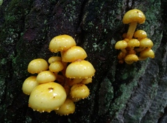 Pholiota adiposa