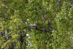 Garrulus glandarius