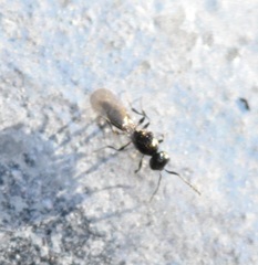 Platygastrinae