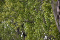 Garrulus glandarius