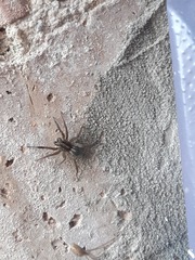 Trochosa terricola
