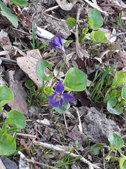 Viola odorata