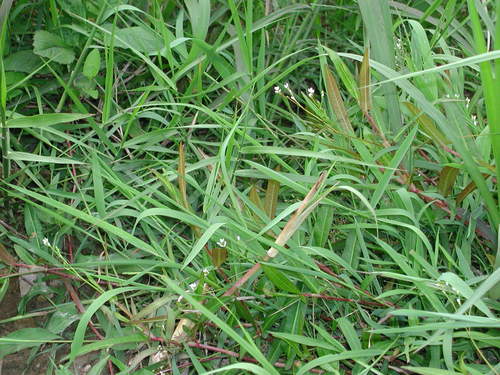 Persicaria praetermissa iNat (2)