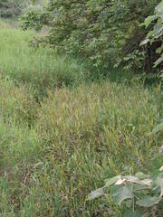 Persicaria praetermissa