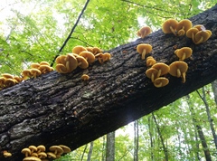 Pholiota adiposa