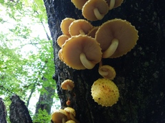 Pholiota adiposa