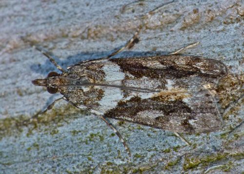 Sod webworm photo 5