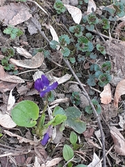 Viola odorata