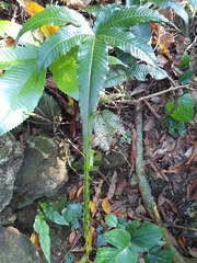 Bolbitis heteroclita