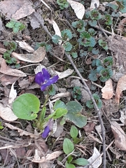 Viola odorata