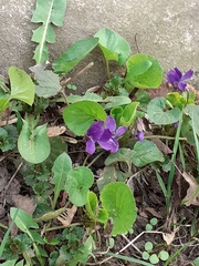 Viola odorata