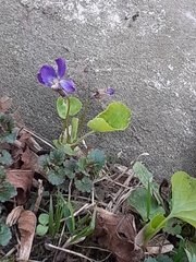 Viola odorata