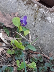 Viola odorata
