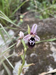 Ophrys reinholdii