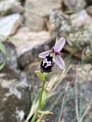 Ophrys reinholdii