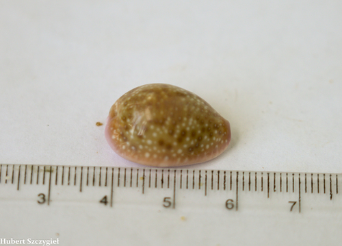 Naria poraria observed 2021-03-30
