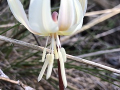 Erythronium citrinum