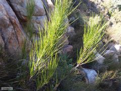 Anginon difforme