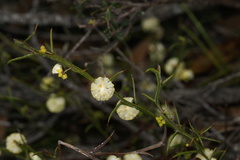 Acacia stenoptera