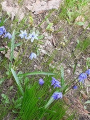 Scilla siberica